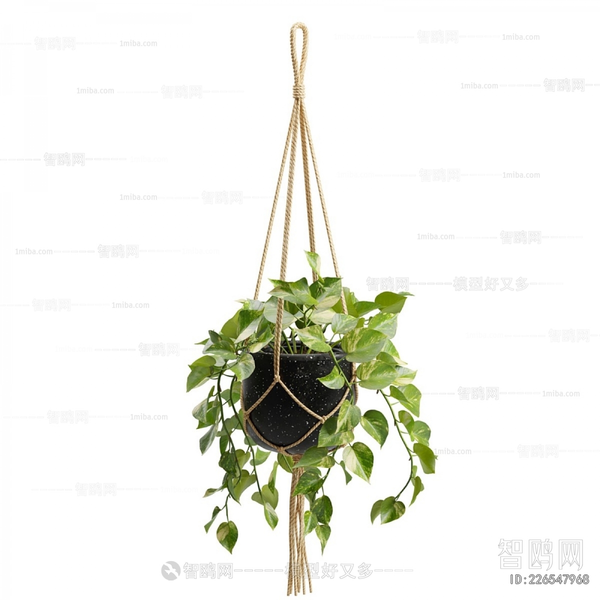 Modern Chlorophytum Comosum