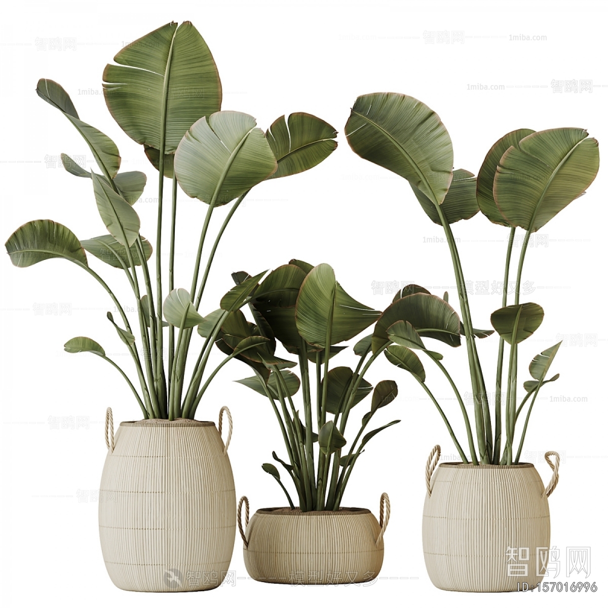 Modern Ground Green Plant Potted Plants