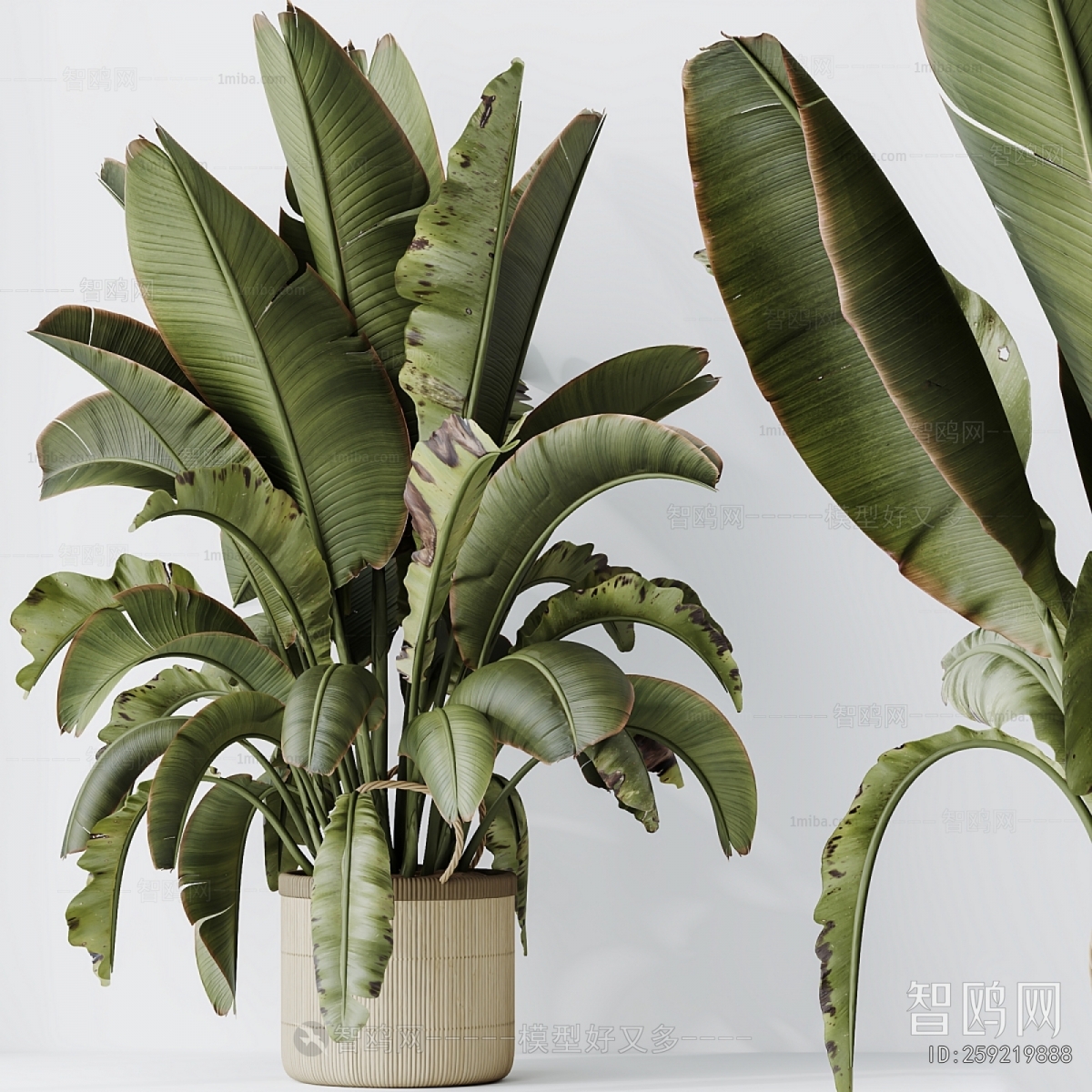 Modern Ground Green Plant Potted Plants