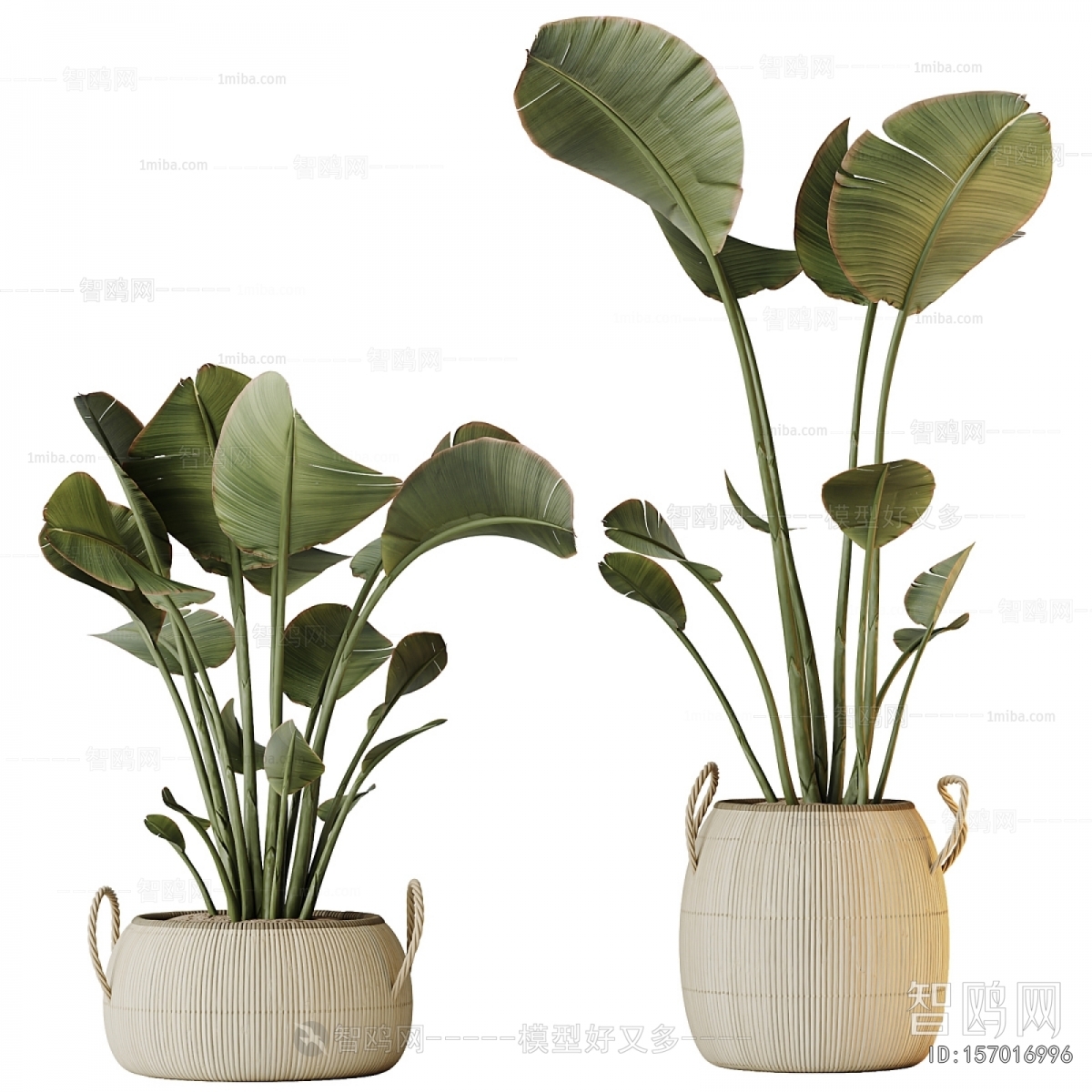 Modern Ground Green Plant Potted Plants