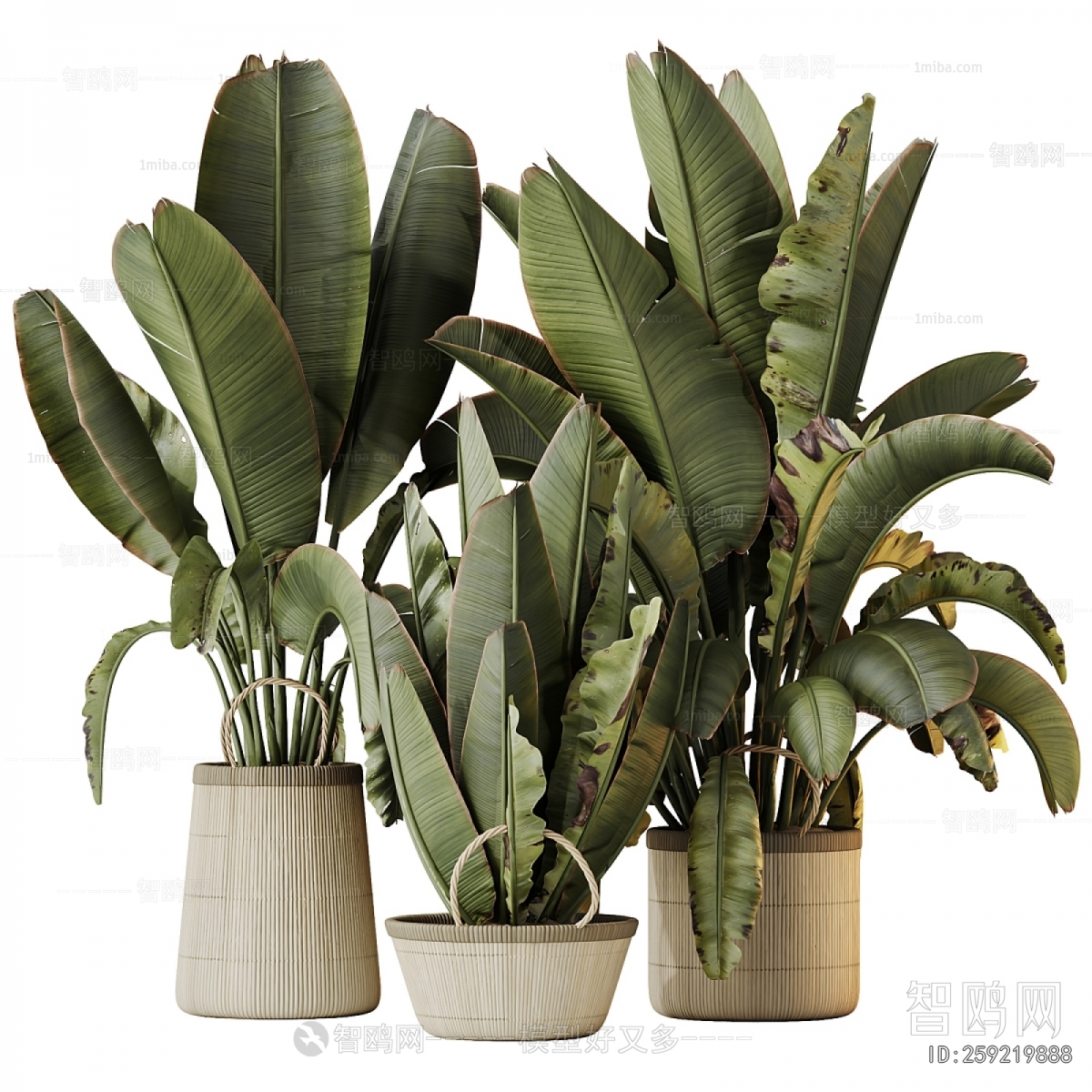 Modern Ground Green Plant Potted Plants
