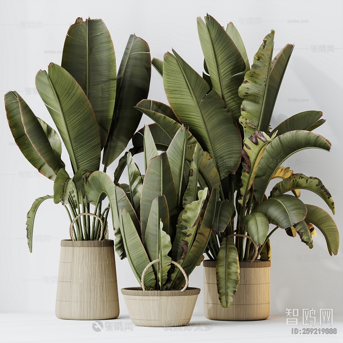 Modern Ground Green Plant Potted Plants