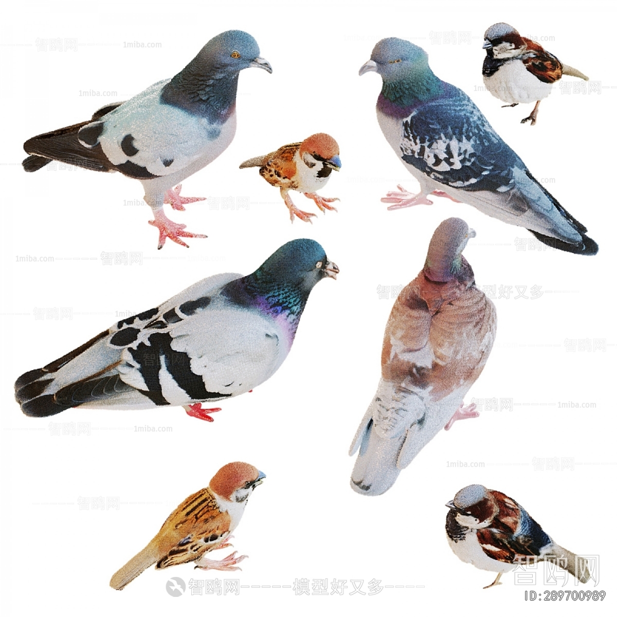 Modern Flying Animals