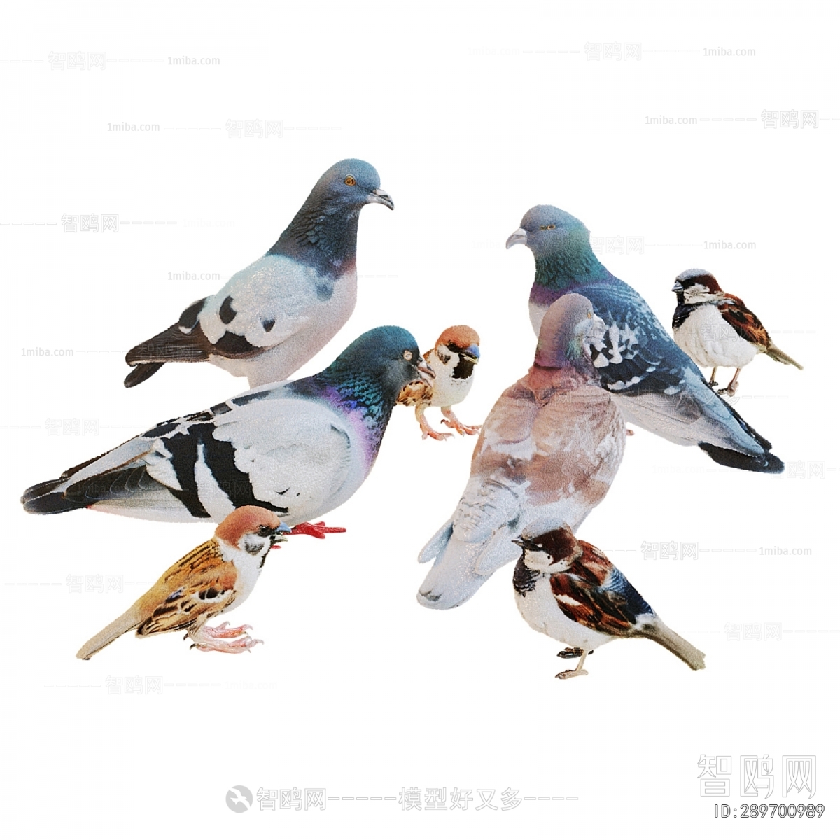 Modern Flying Animals