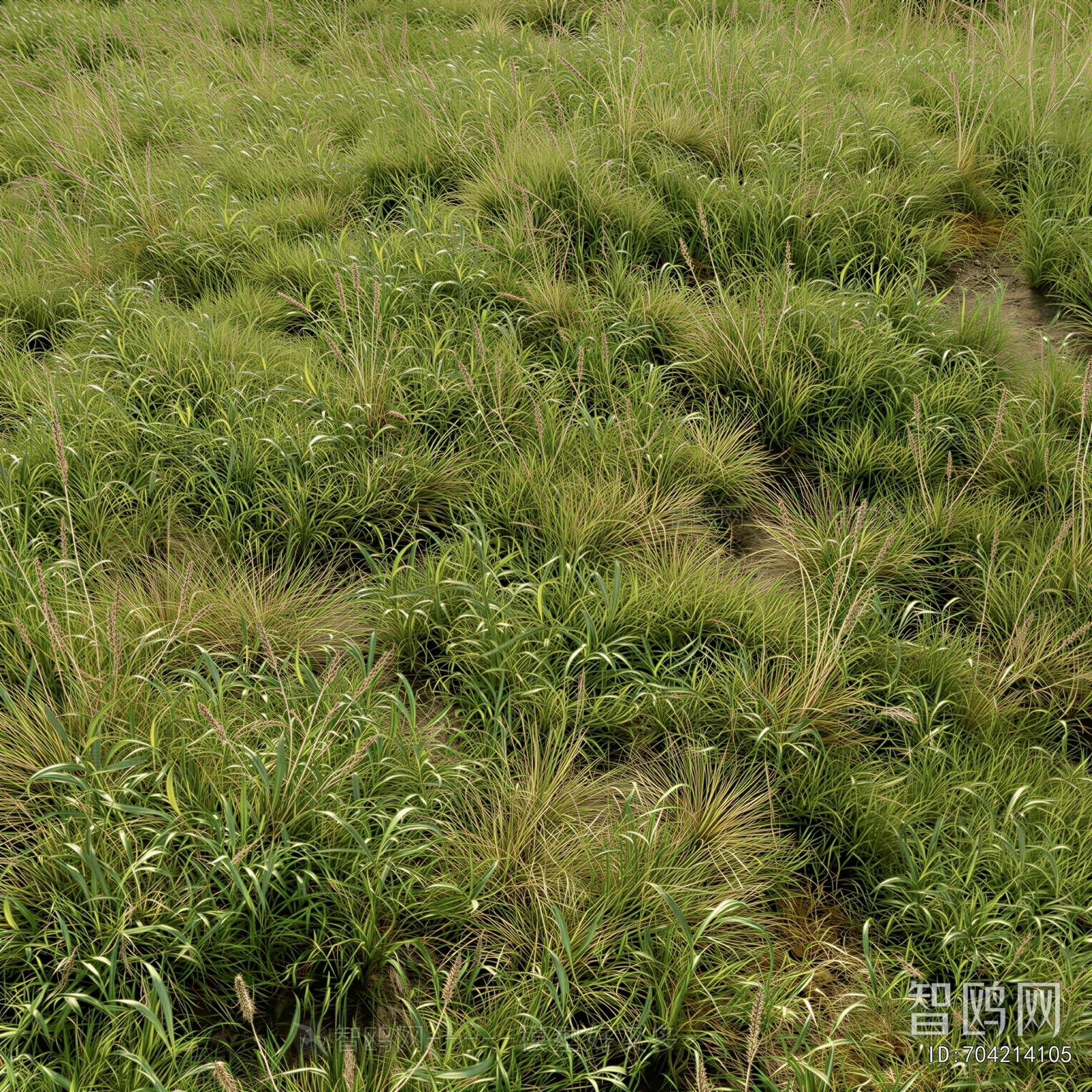Modern Flowers And Grass