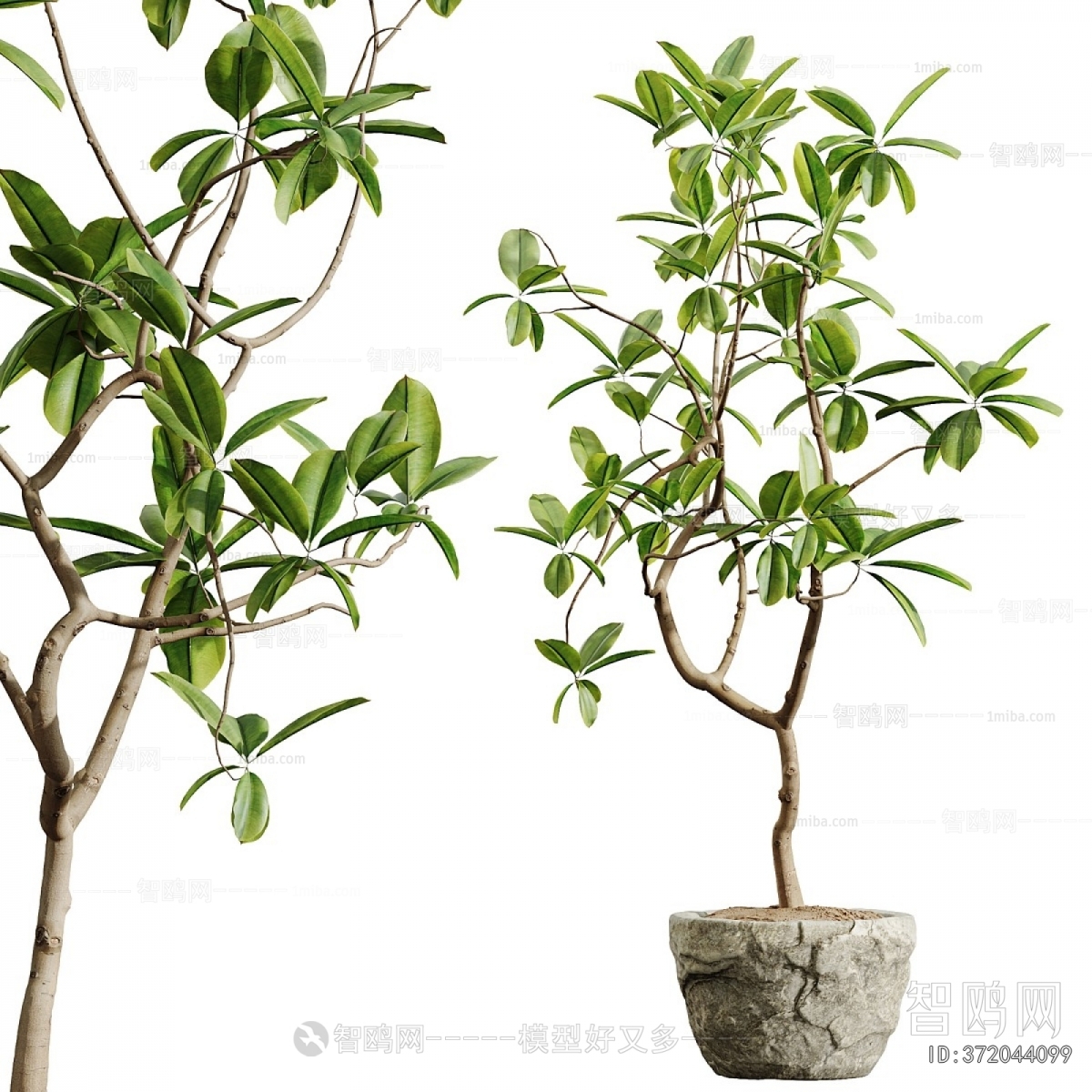 Modern Ground Green Plant Potted Plants