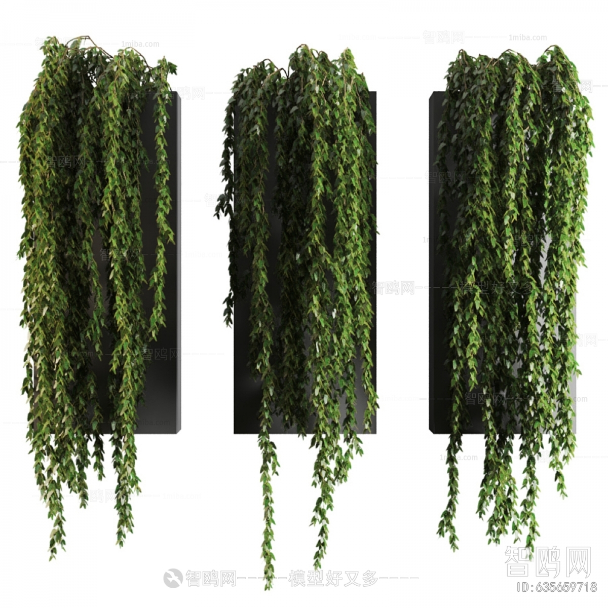 Modern Chlorophytum Comosum