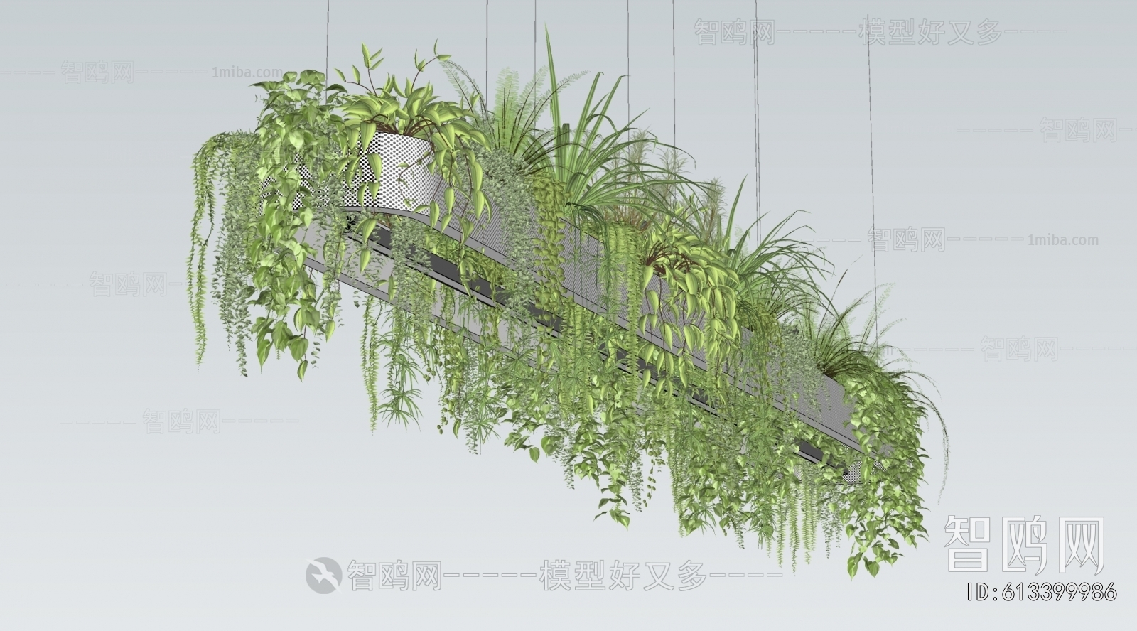 Modern Chlorophytum Comosum