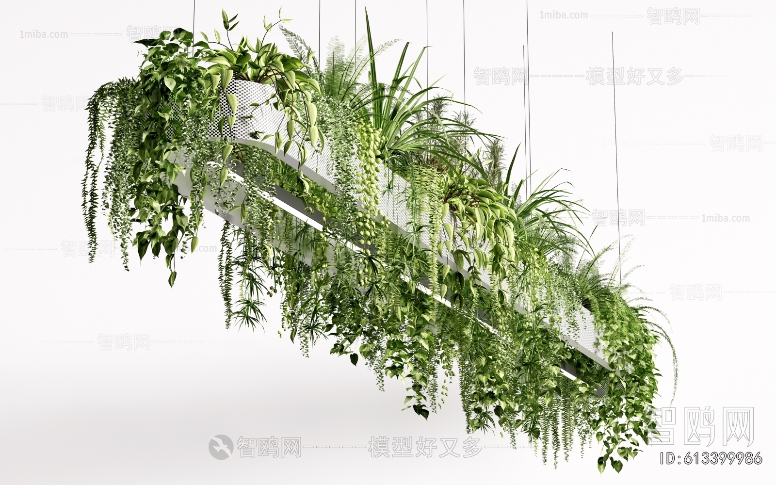 Modern Chlorophytum Comosum