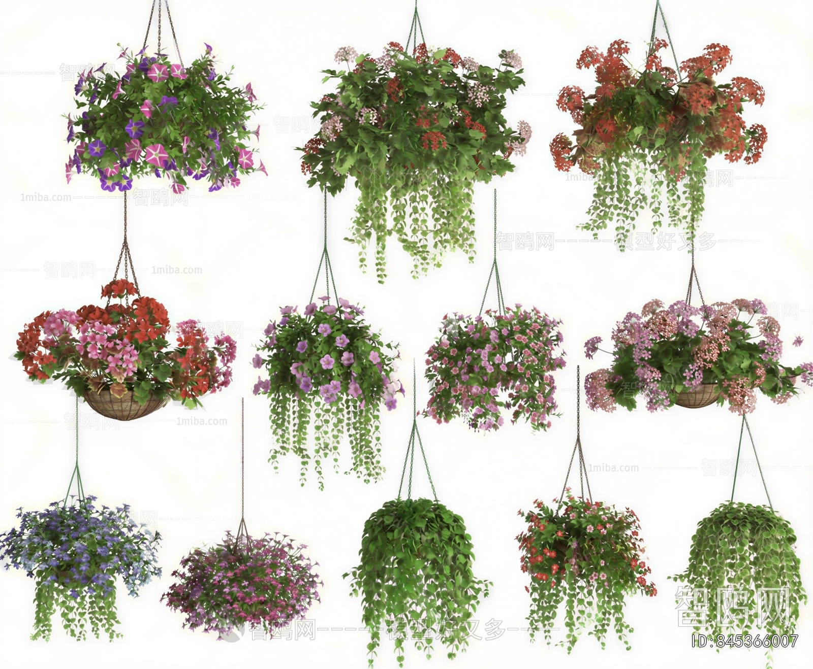 Modern Chlorophytum Comosum