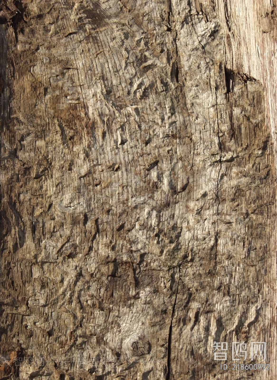Bark Texture