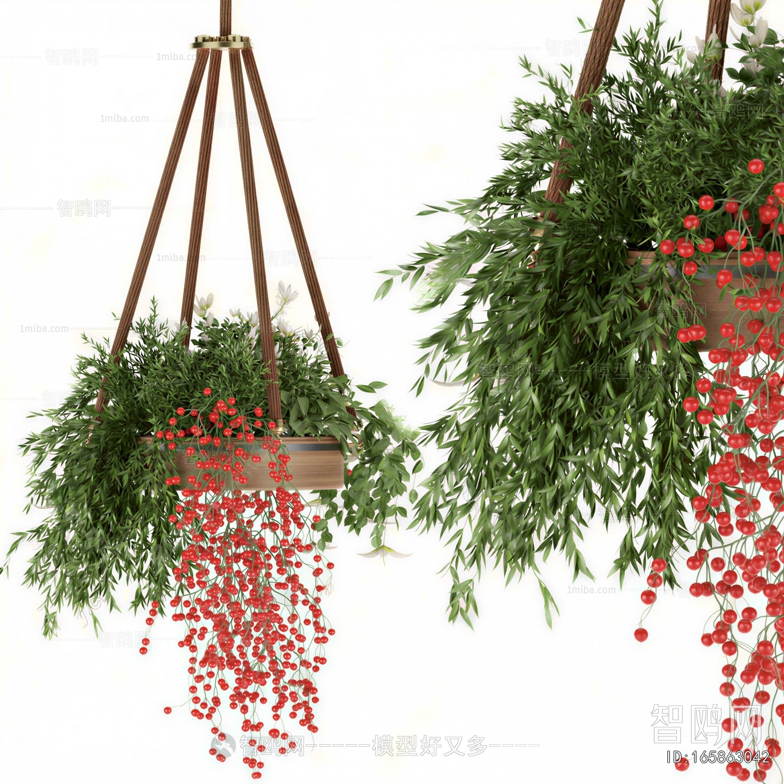 Modern Chlorophytum Comosum