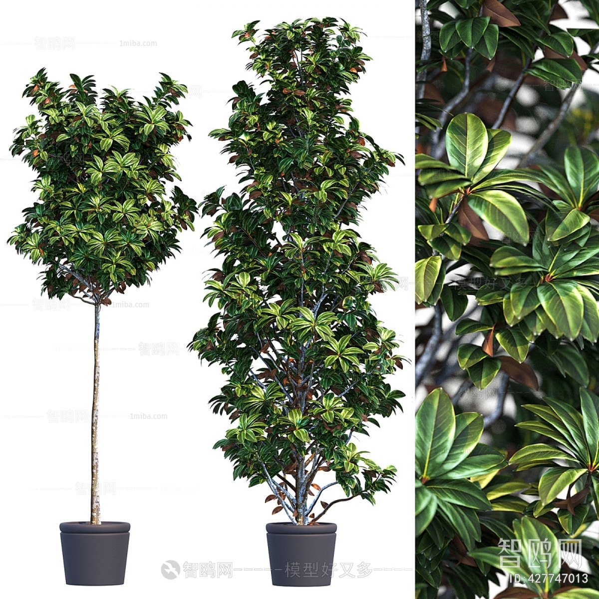 Modern Ground Green Plant Potted Plants