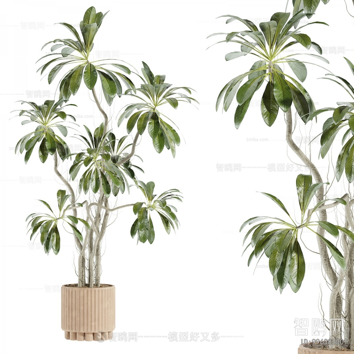 Modern Ground Green Plant Potted Plants