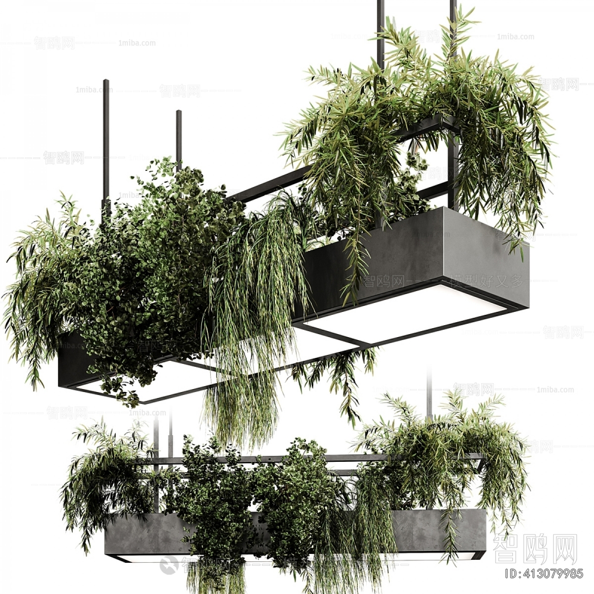 Modern Chlorophytum Comosum