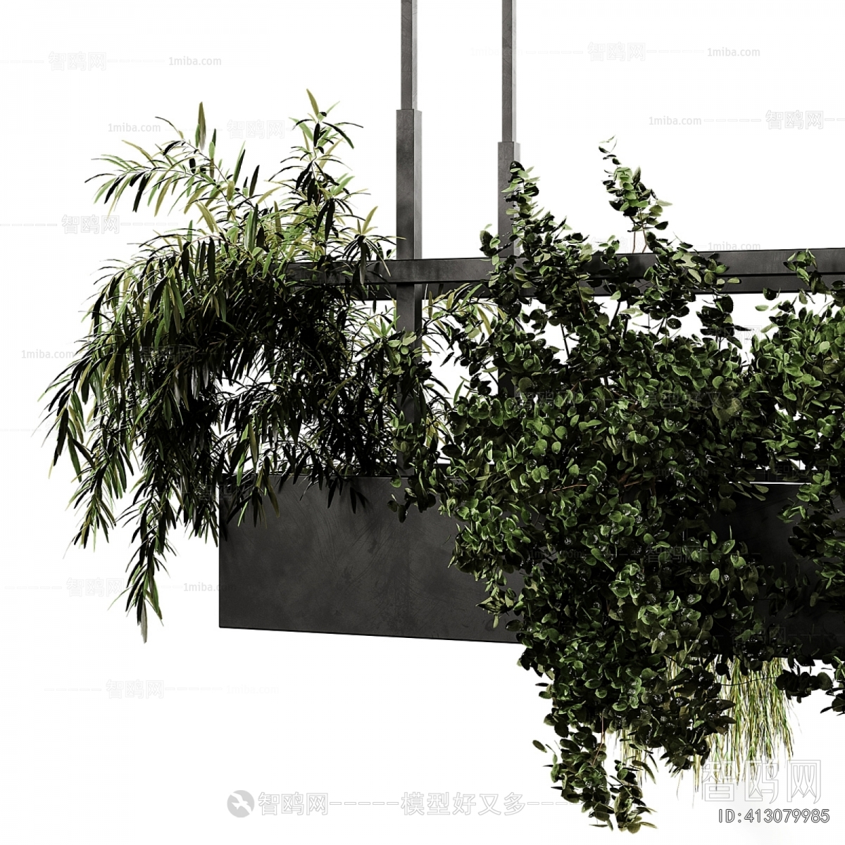 Modern Chlorophytum Comosum