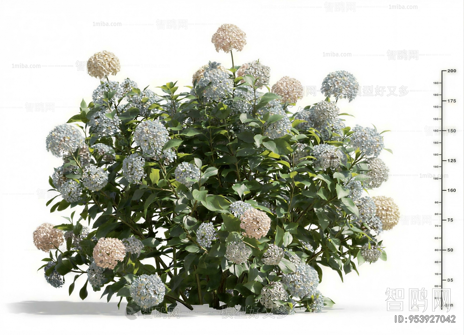 Modern Flowers And Grass