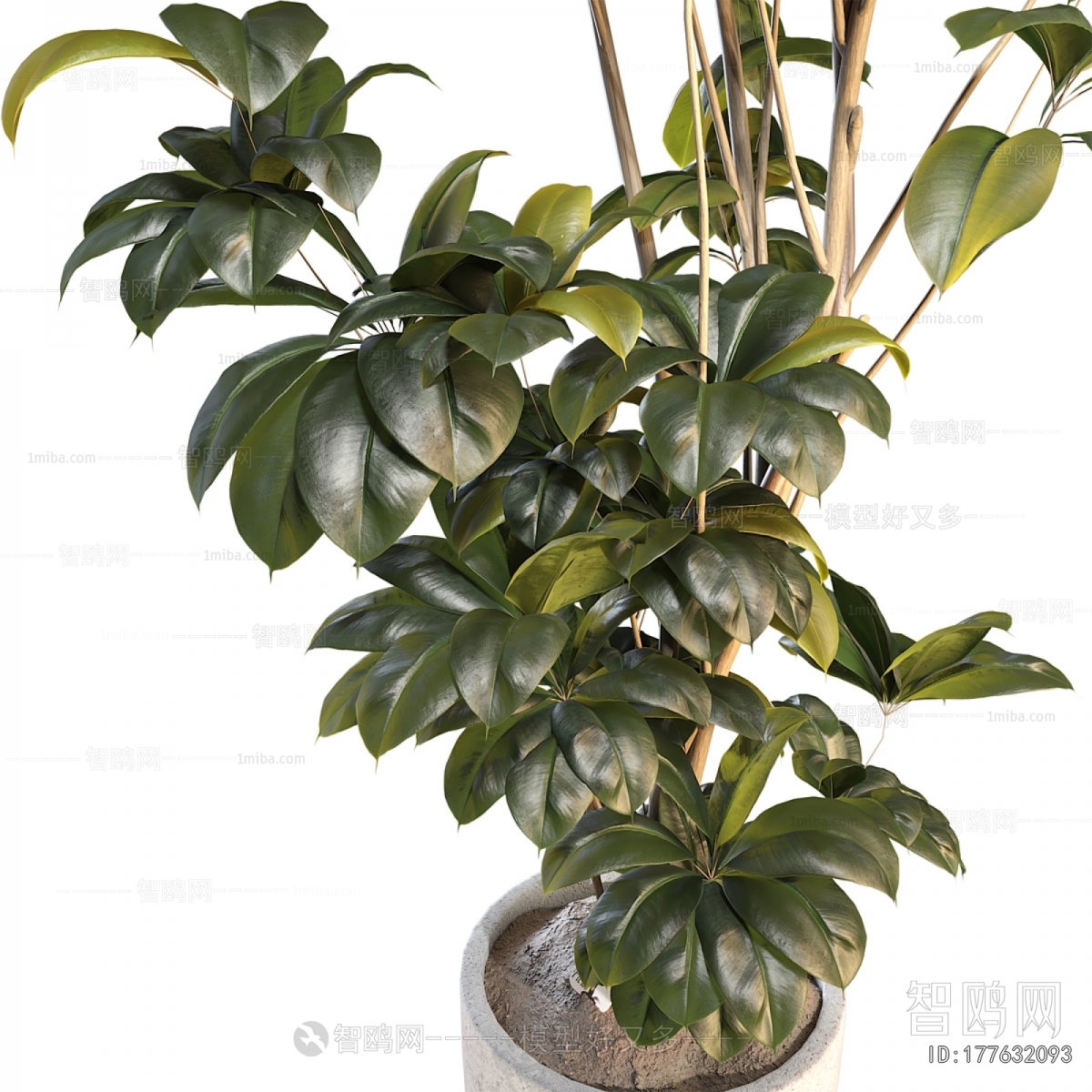 Modern Ground Green Plant Potted Plants