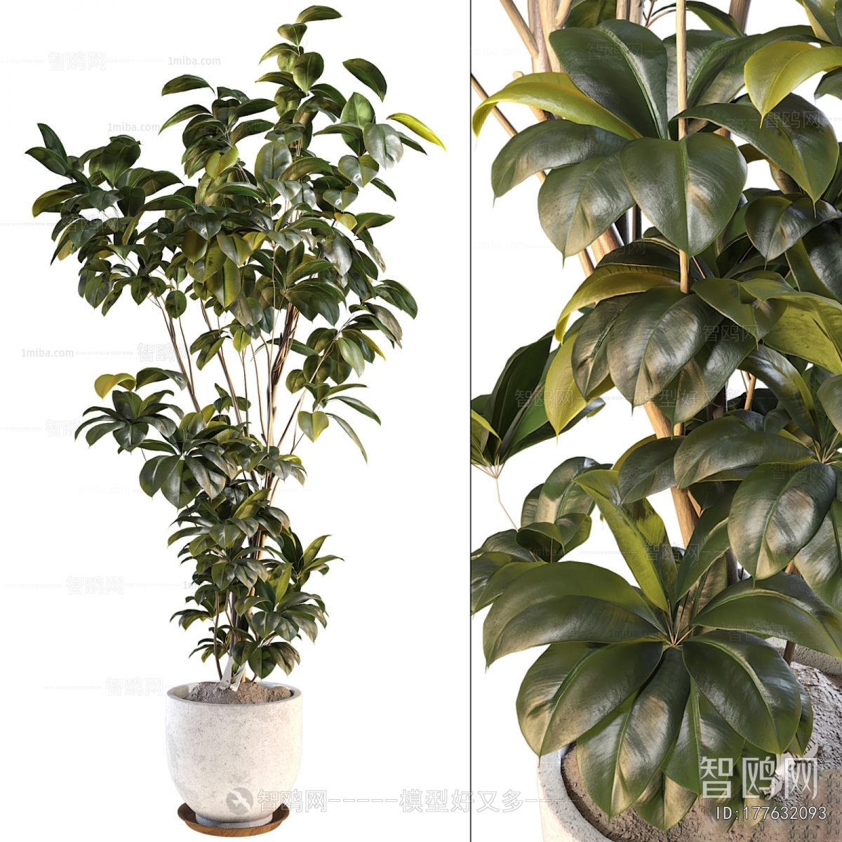 Modern Ground Green Plant Potted Plants