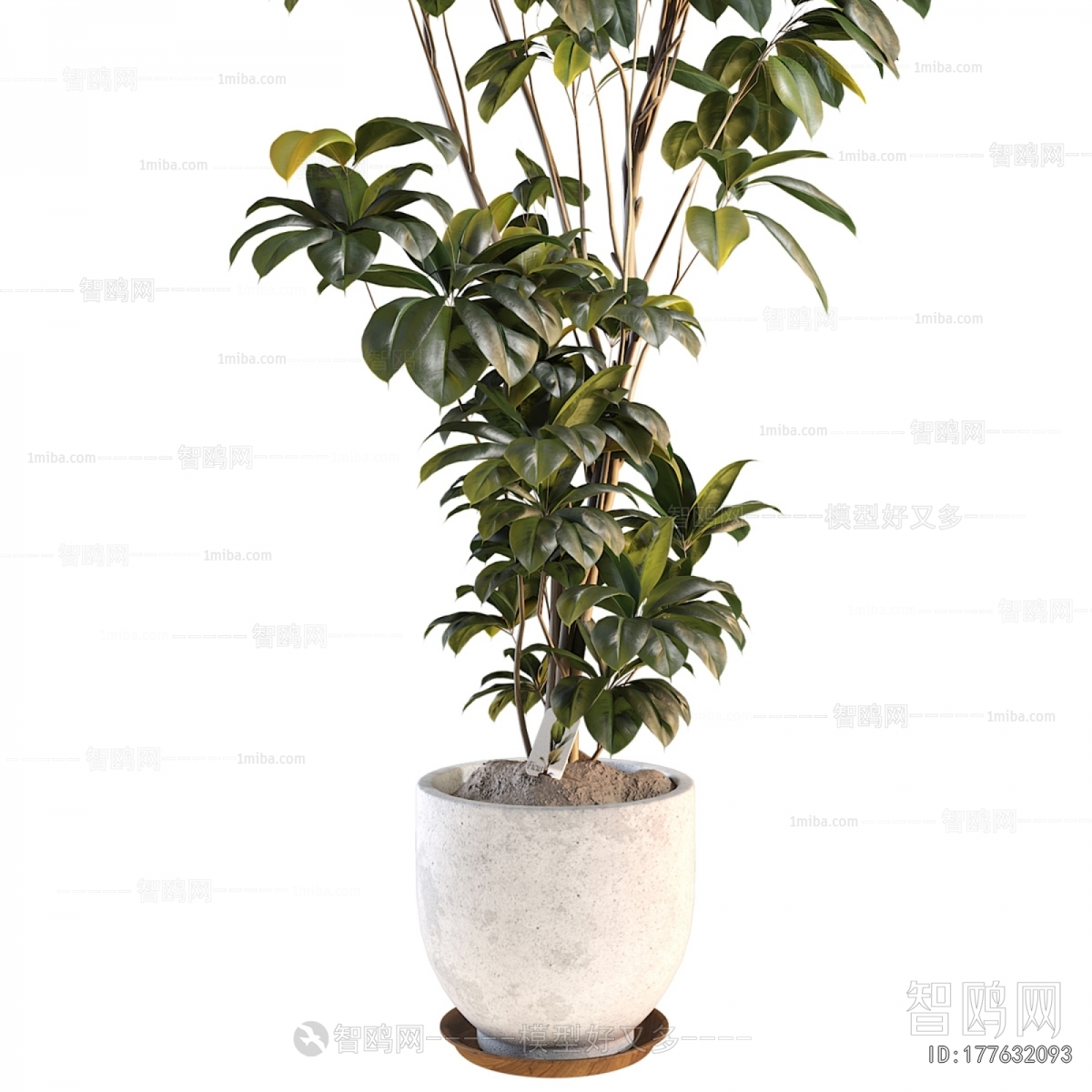 Modern Ground Green Plant Potted Plants