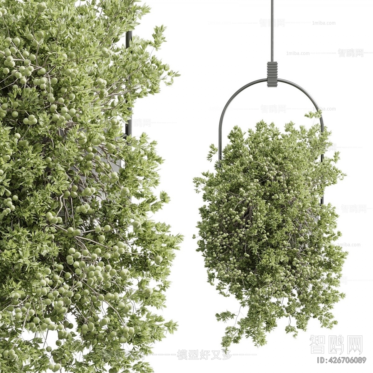 Modern Chlorophytum Comosum