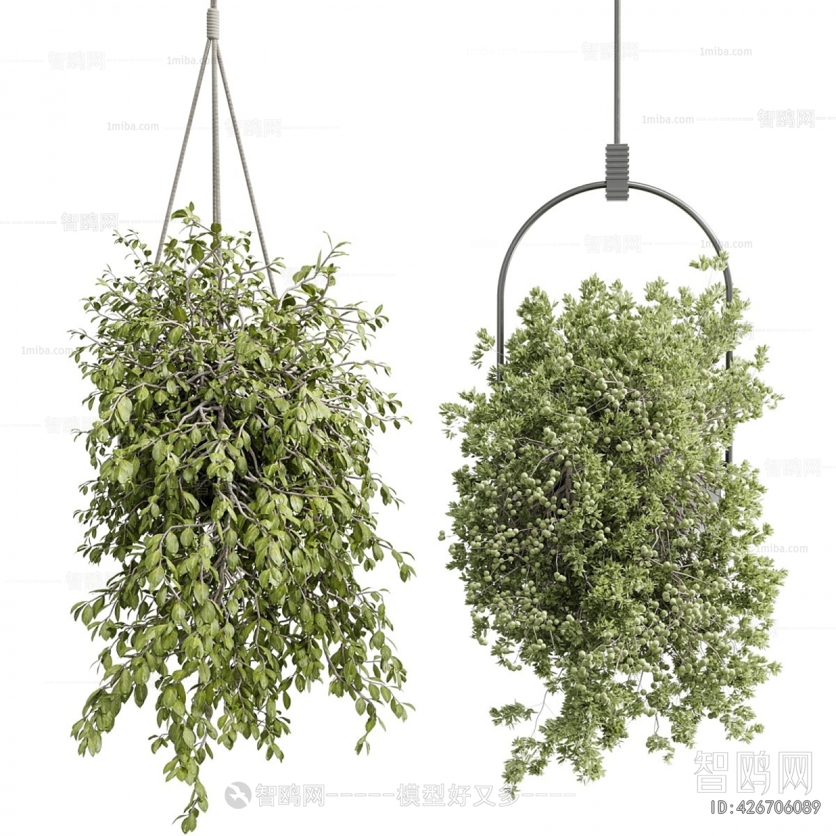 Modern Chlorophytum Comosum