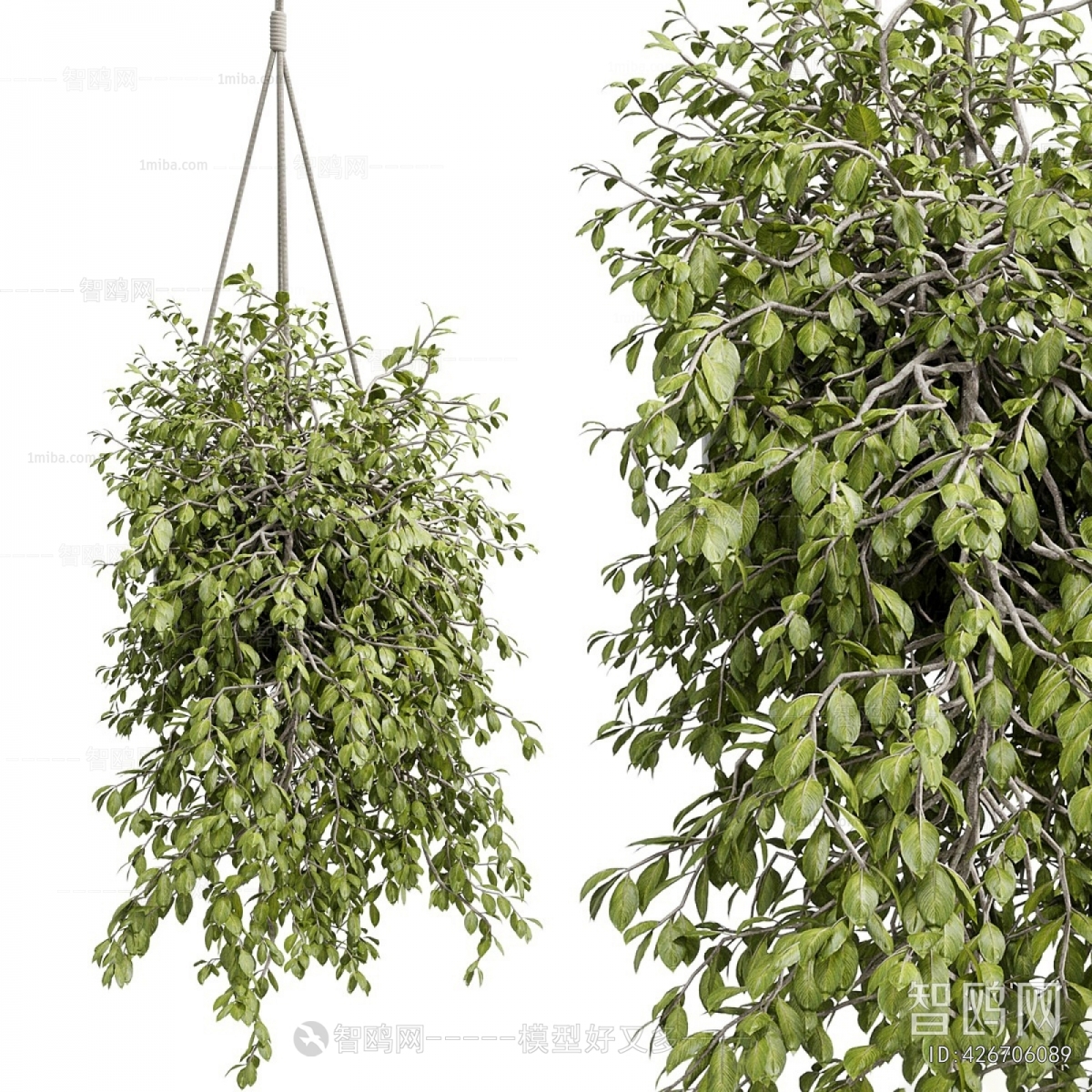 Modern Chlorophytum Comosum