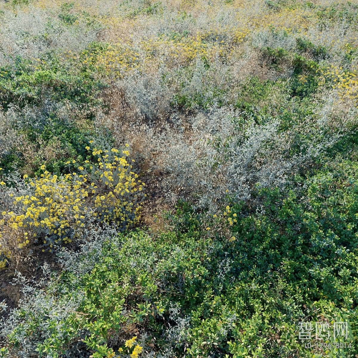 Modern Flowers And Grass