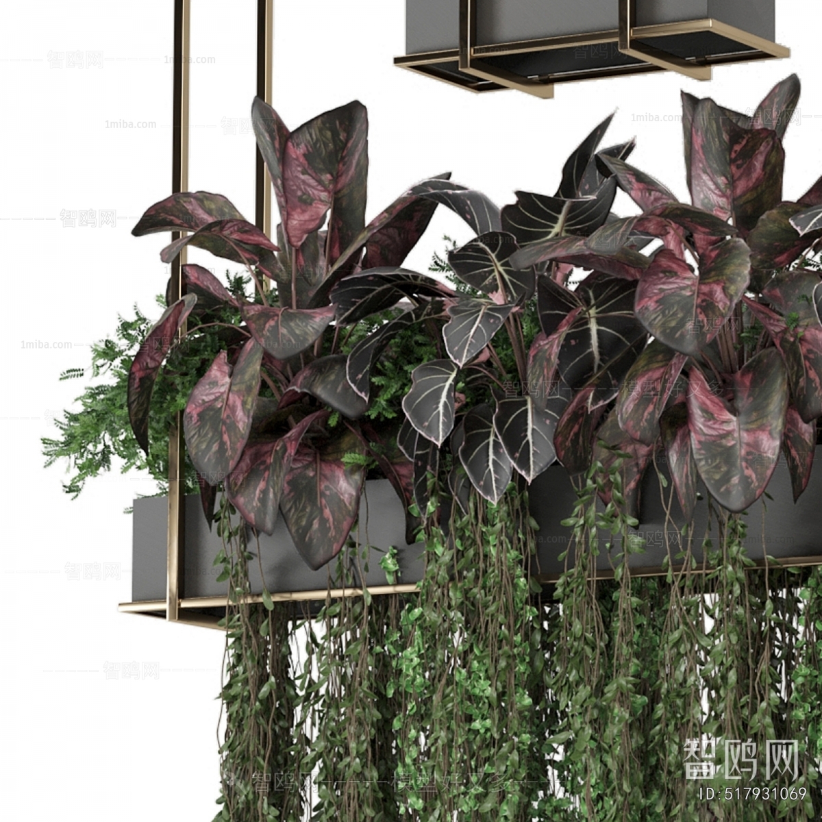 Modern Chlorophytum Comosum