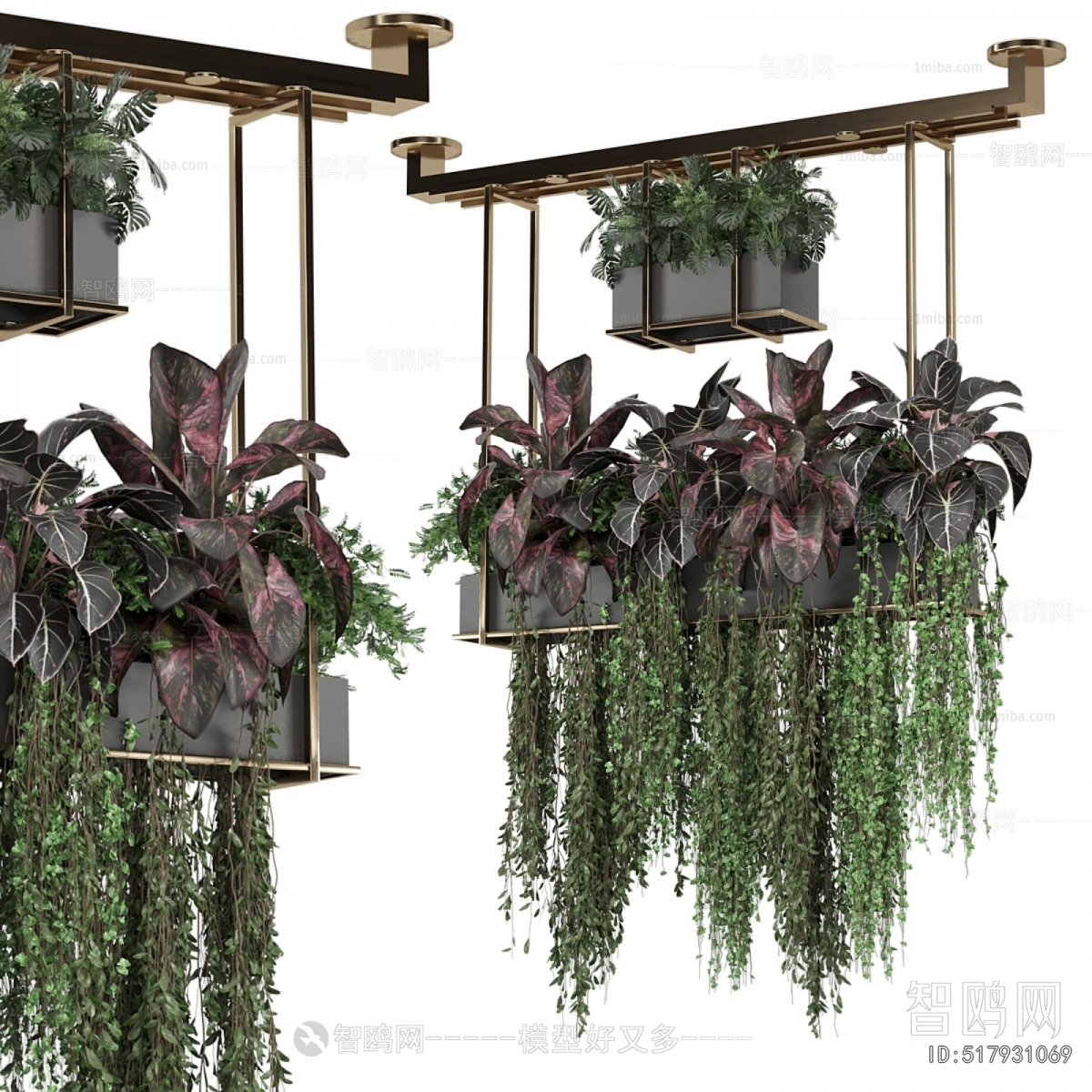 Modern Chlorophytum Comosum