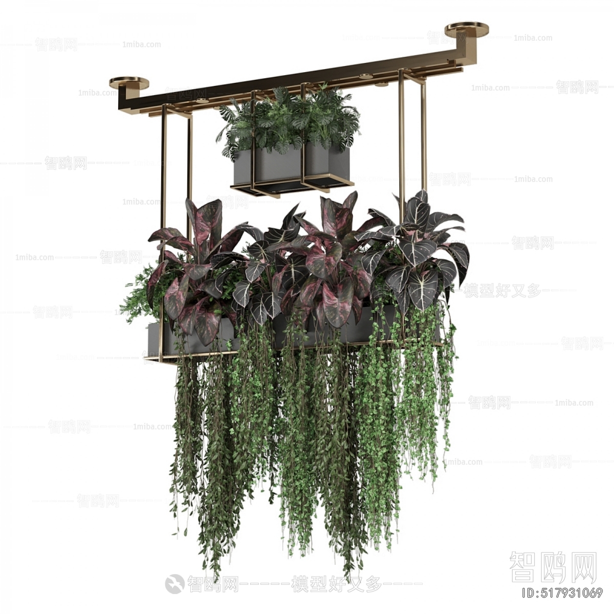 Modern Chlorophytum Comosum