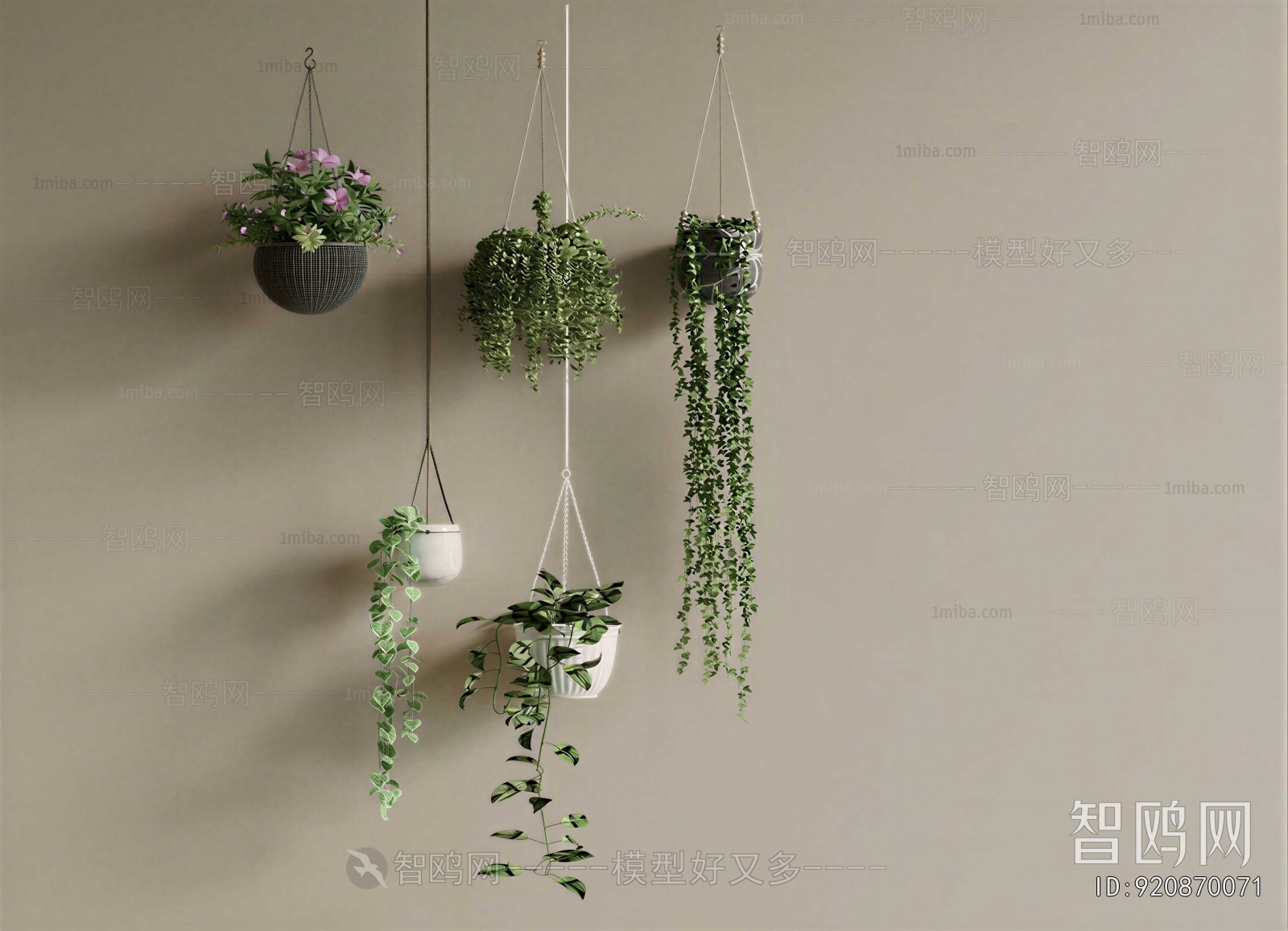 Modern Chlorophytum Comosum