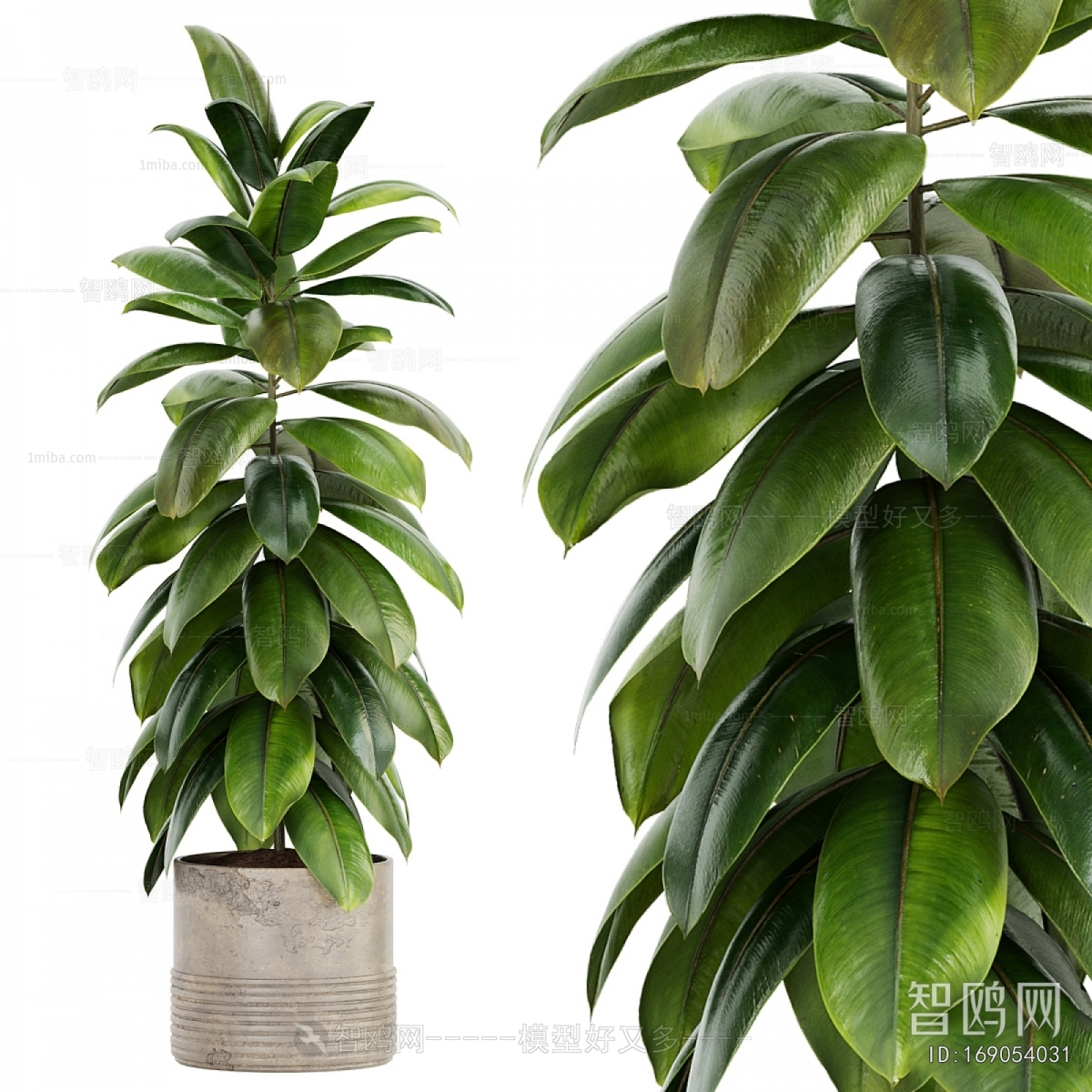 Modern Ground Green Plant Potted Plants