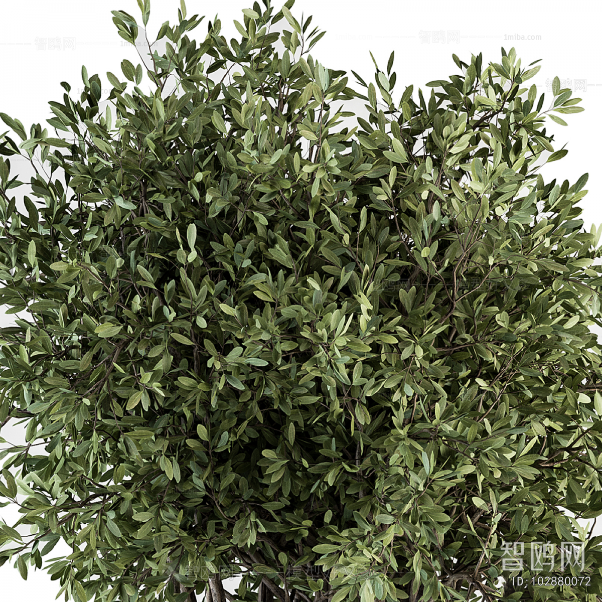 Modern Ground Green Plant Potted Plants