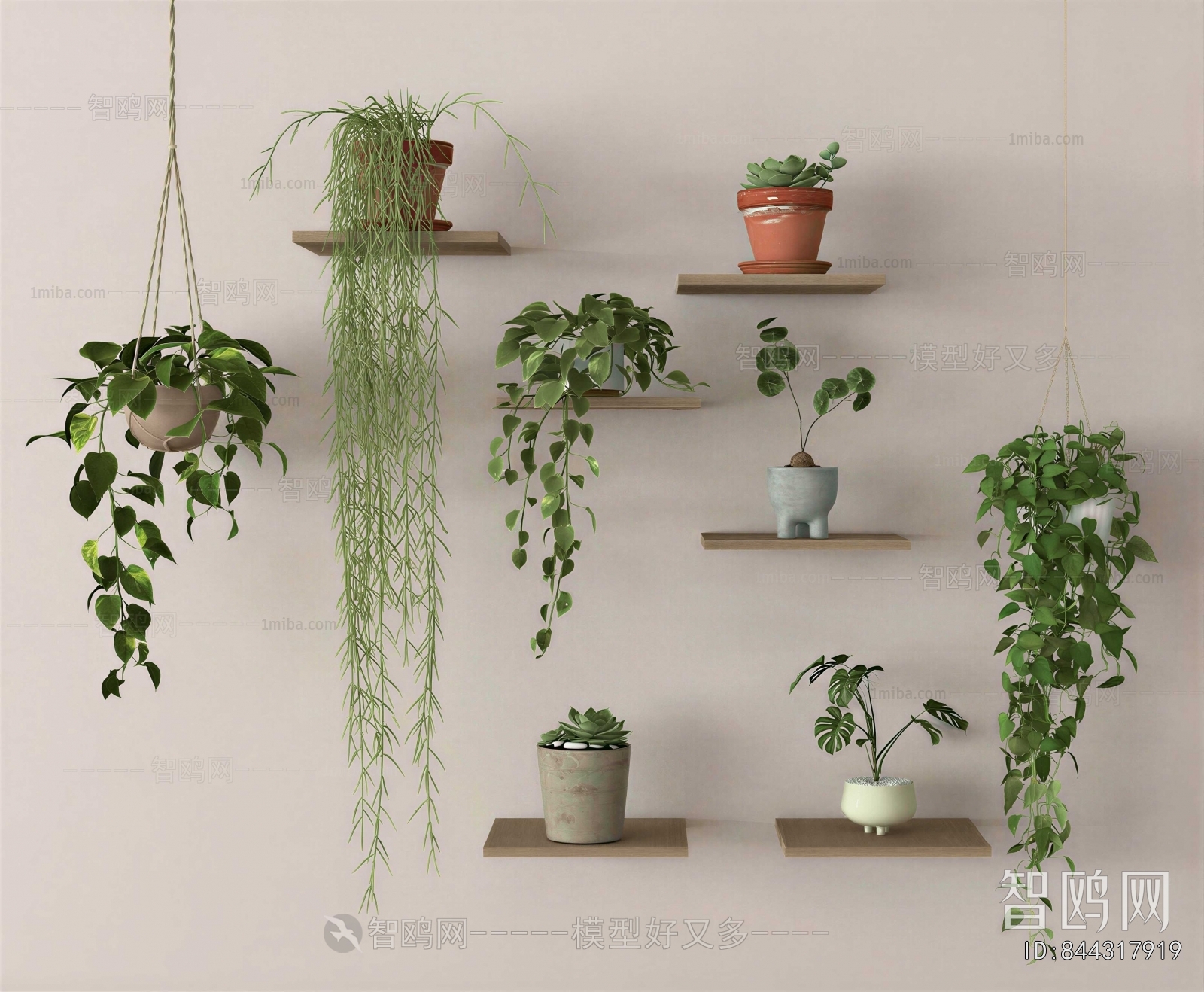 Modern Chlorophytum Comosum