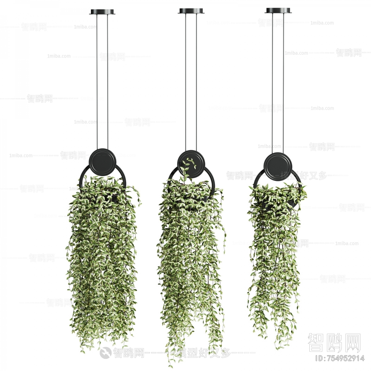 Modern Chlorophytum Comosum