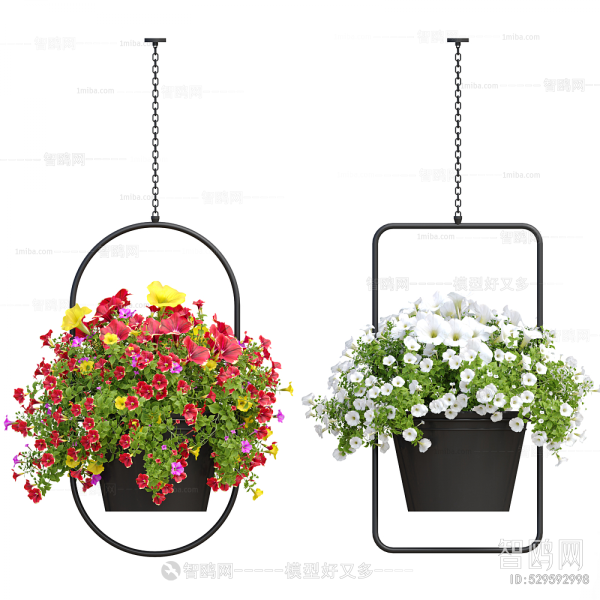 Modern Chlorophytum Comosum