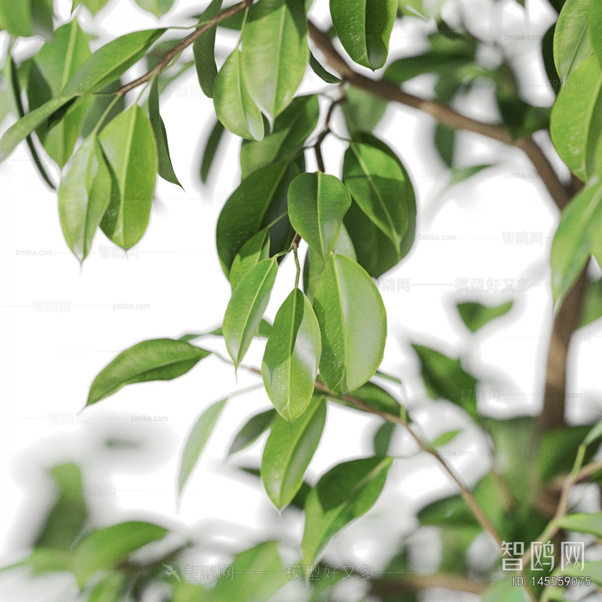 Modern Ground Green Plant Potted Plants