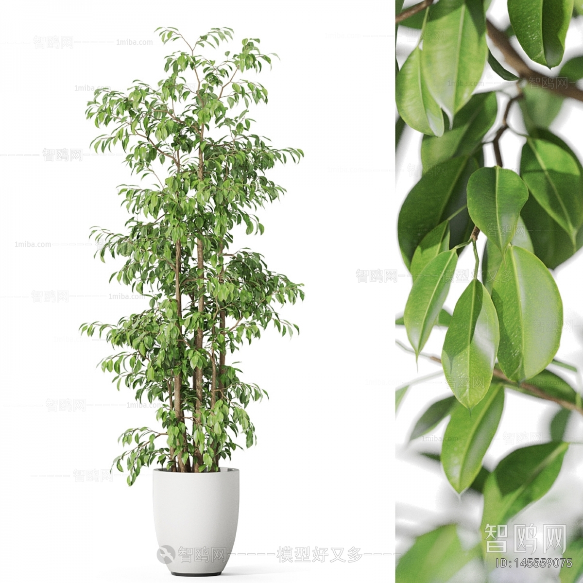 Modern Ground Green Plant Potted Plants
