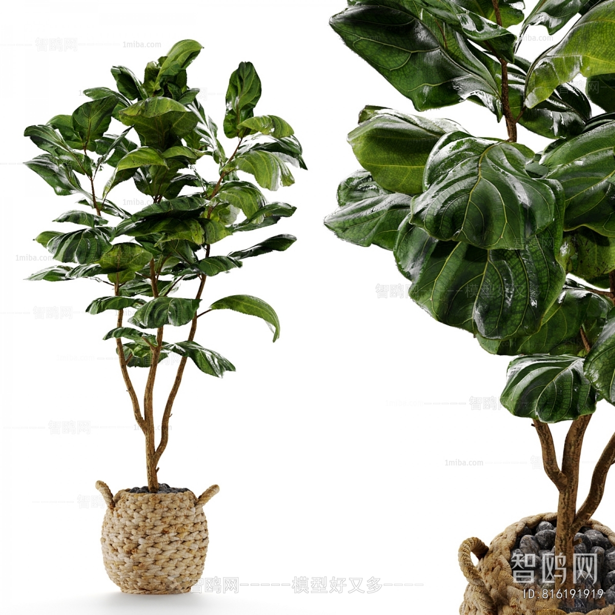 Modern Ground Green Plant Potted Plants
