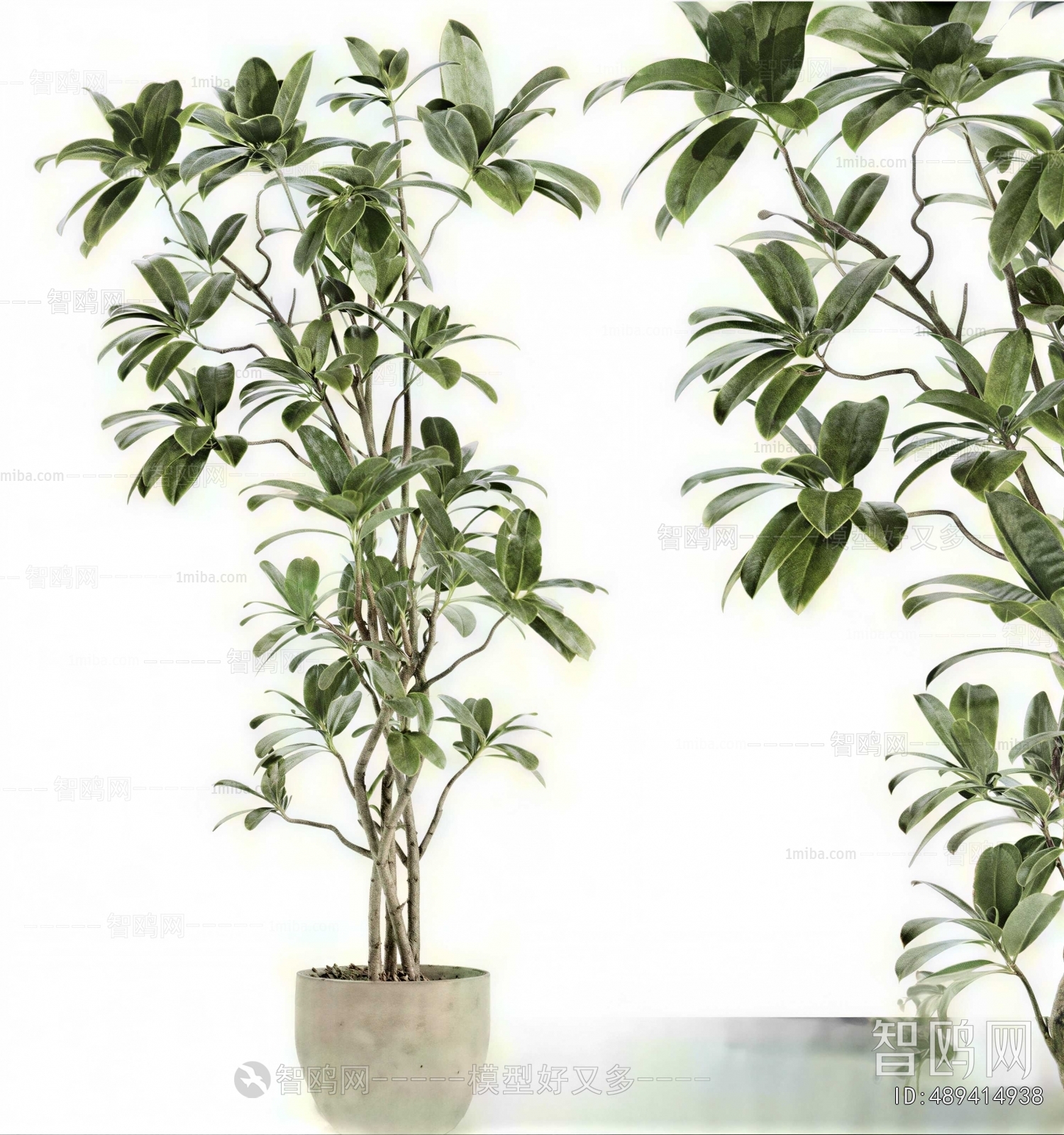 Modern Ground Green Plant Potted Plants