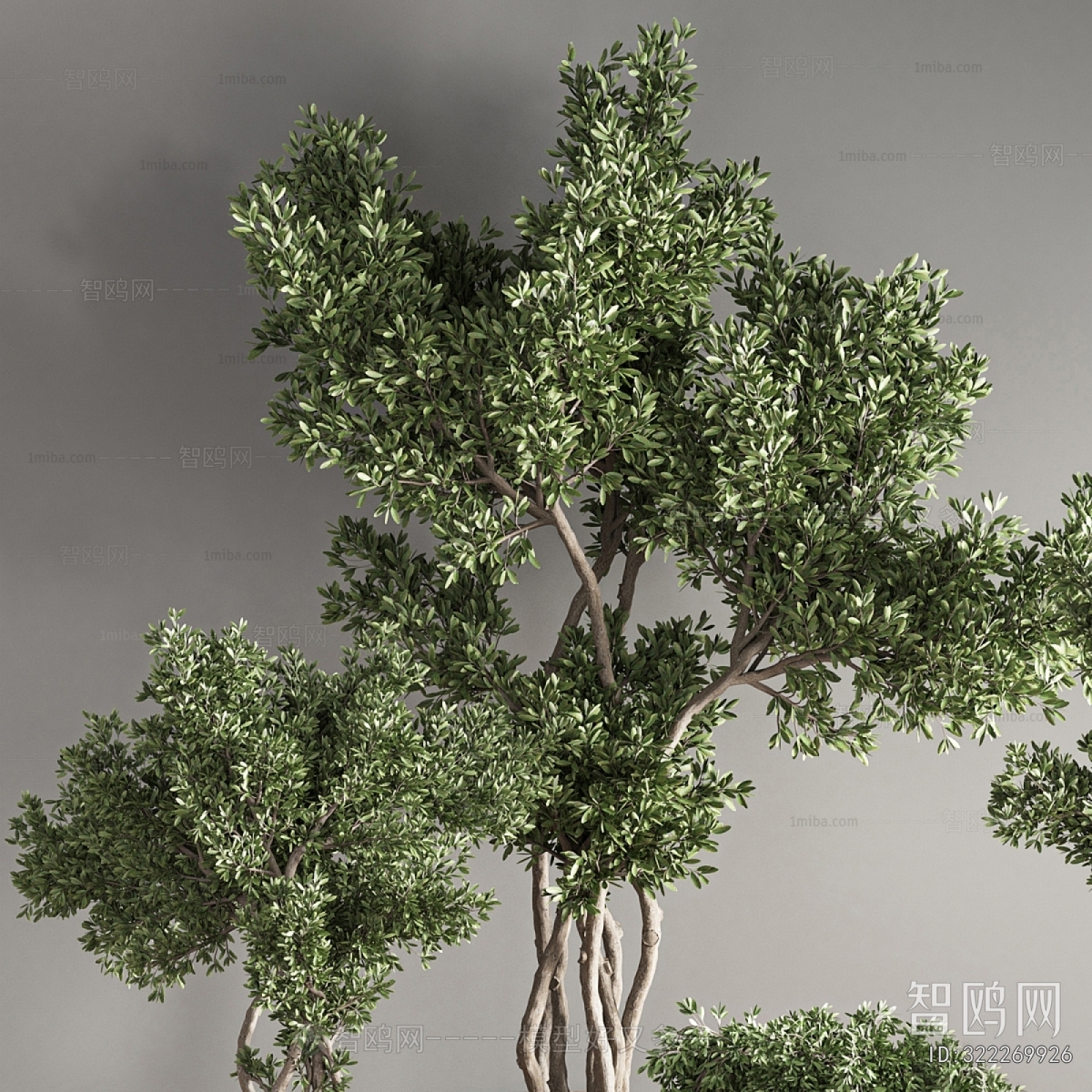 Modern Ground Green Plant Potted Plants