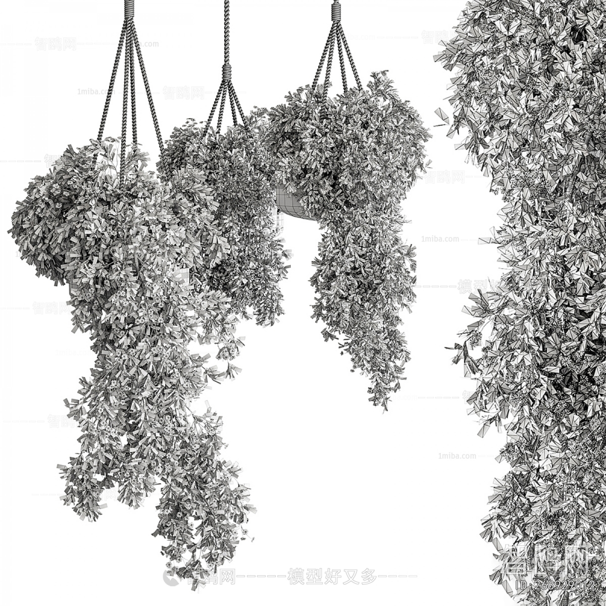 Modern Chlorophytum Comosum