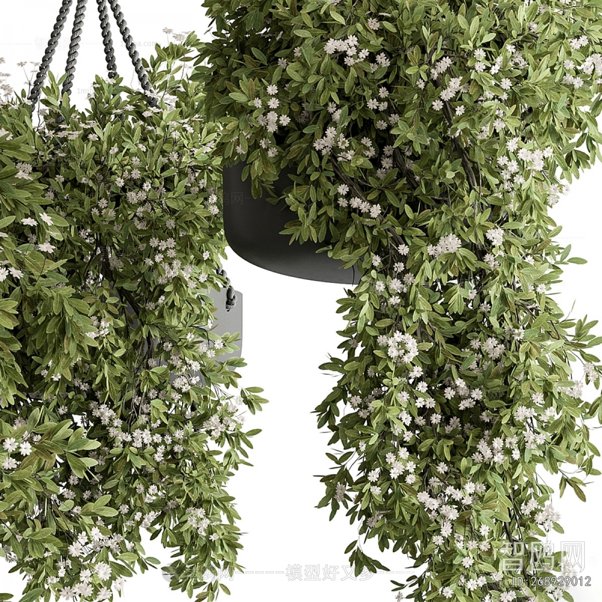 Modern Chlorophytum Comosum