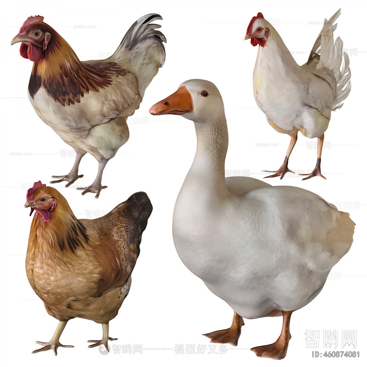 Modern Poultry Animal
