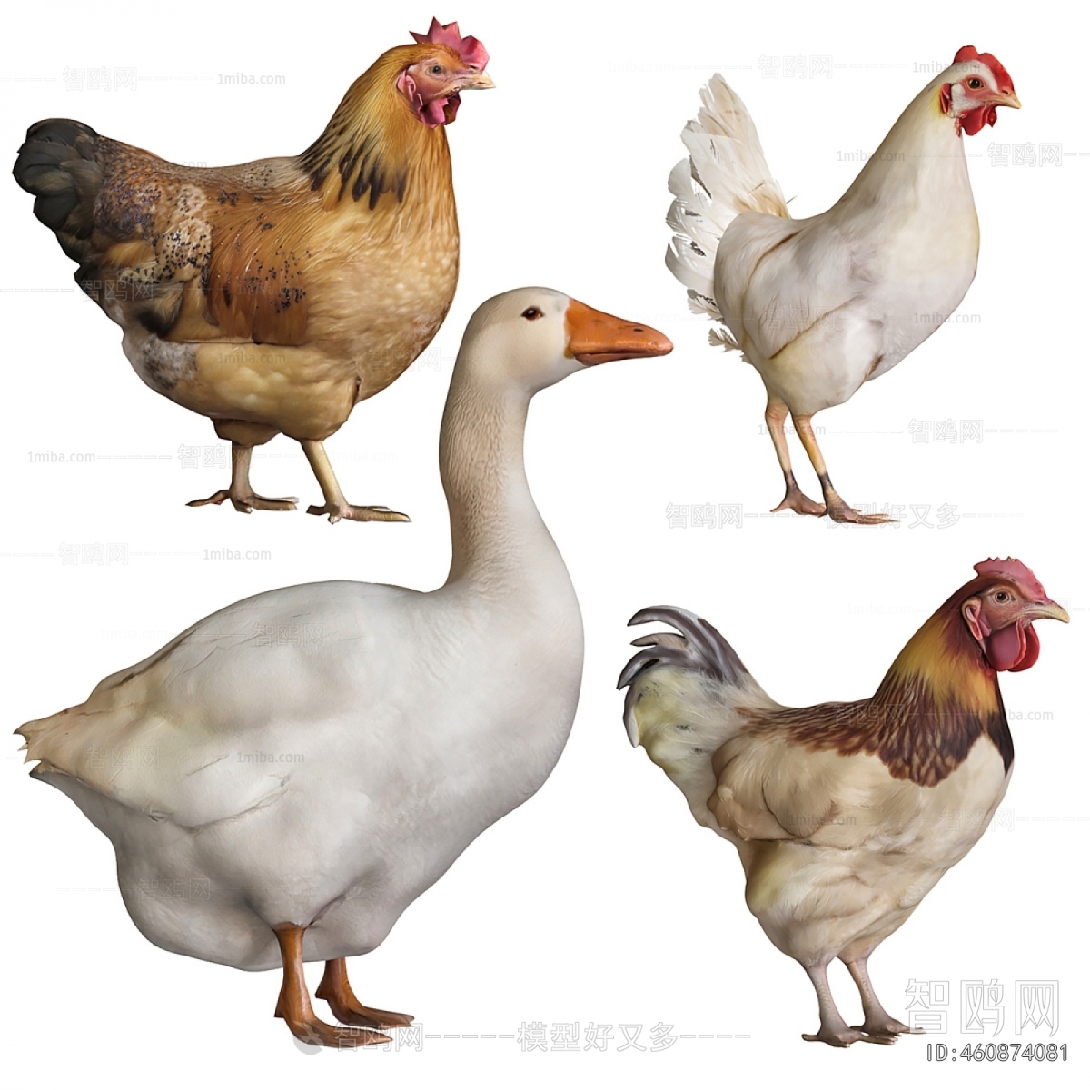 Modern Poultry Animal