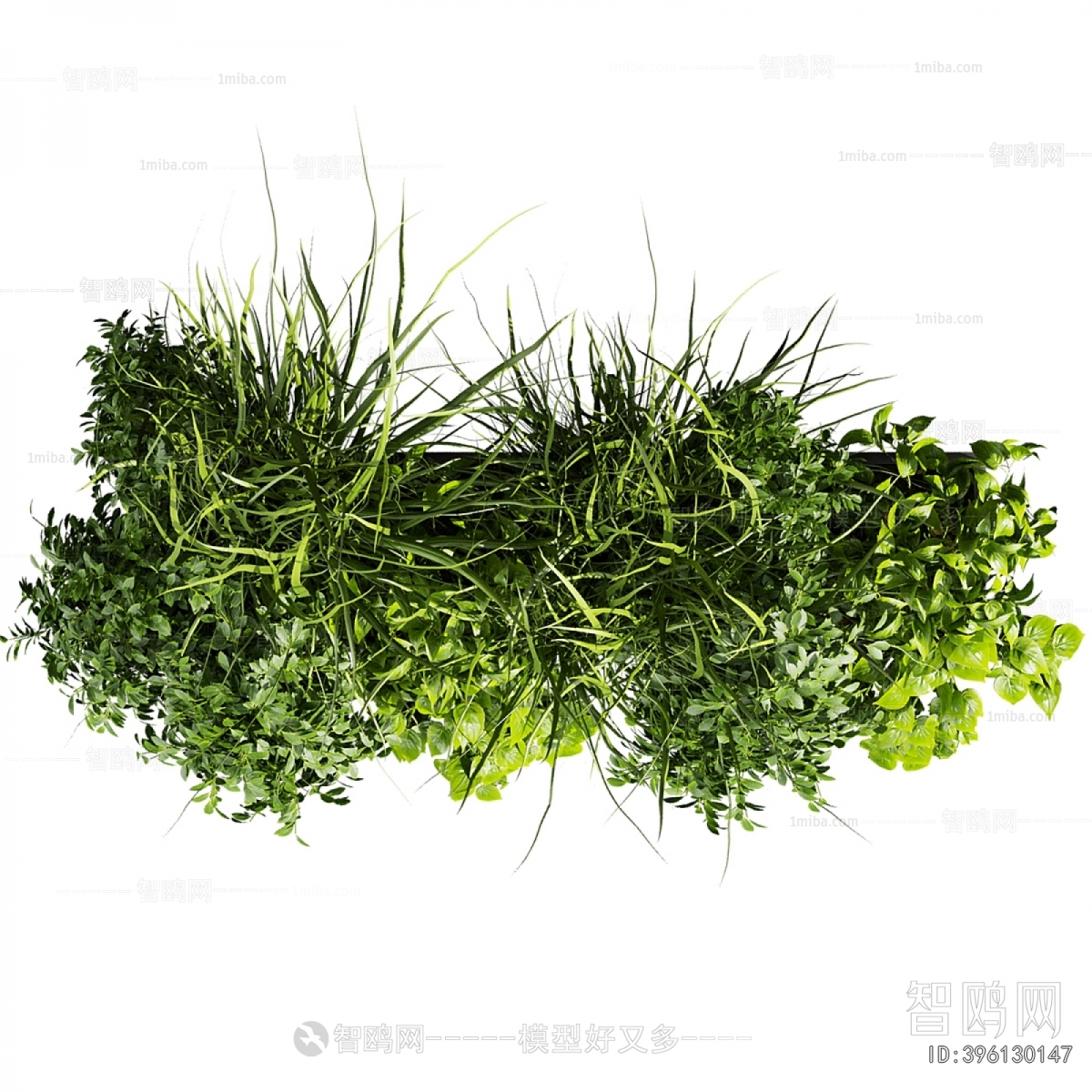 Modern Chlorophytum Comosum