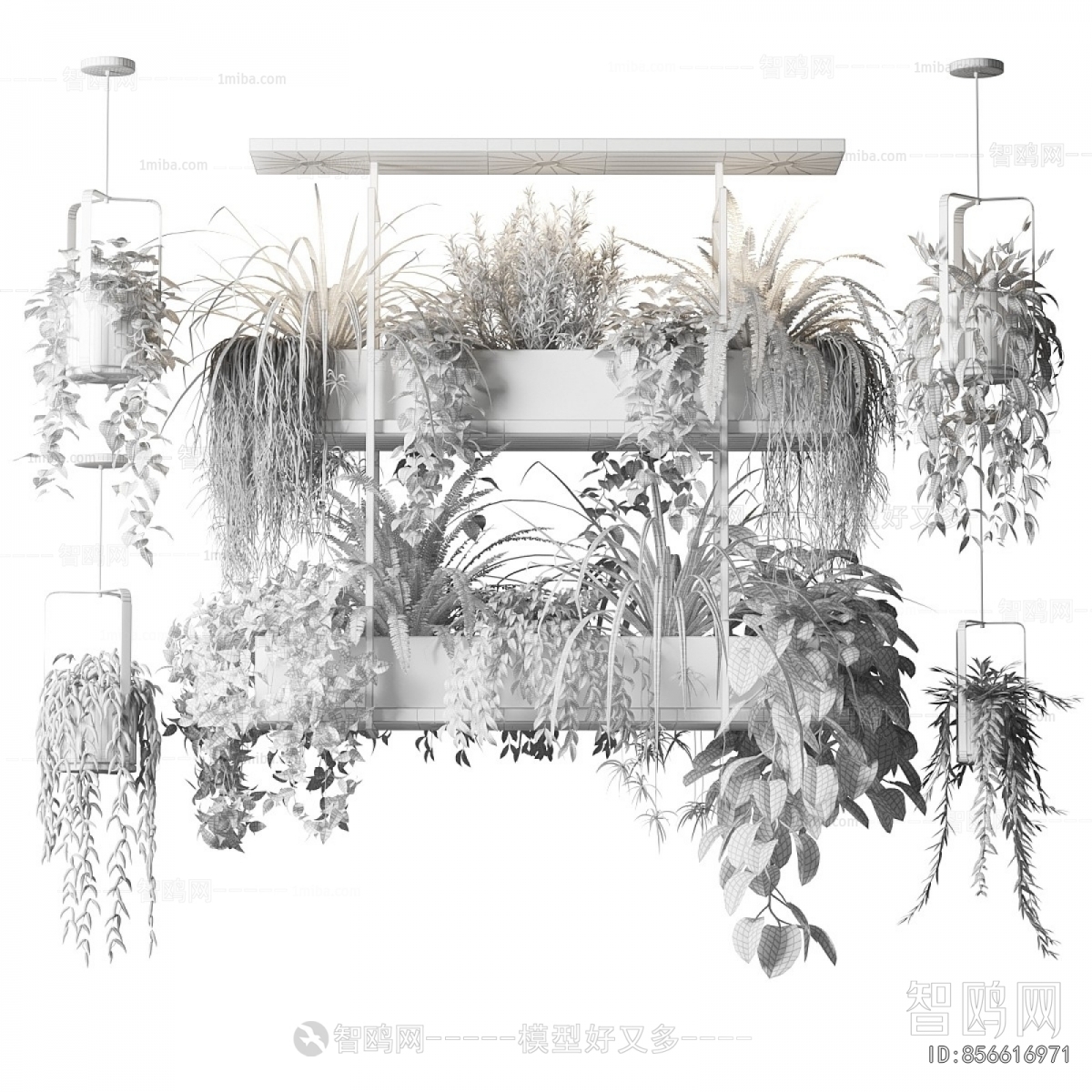 Modern Chlorophytum Comosum