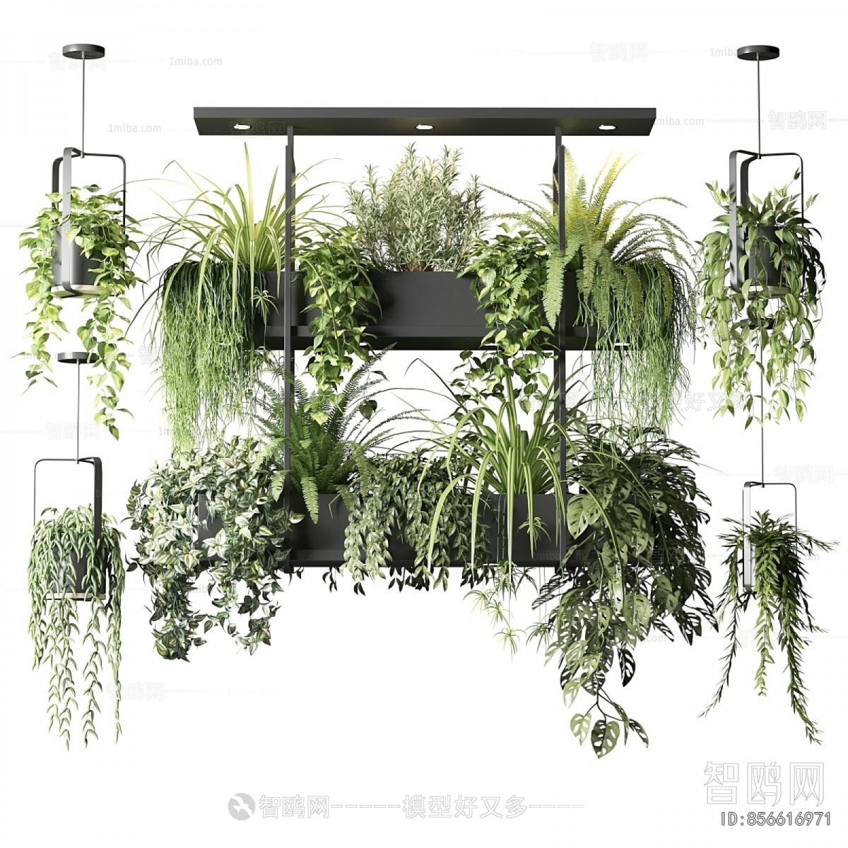 Modern Chlorophytum Comosum