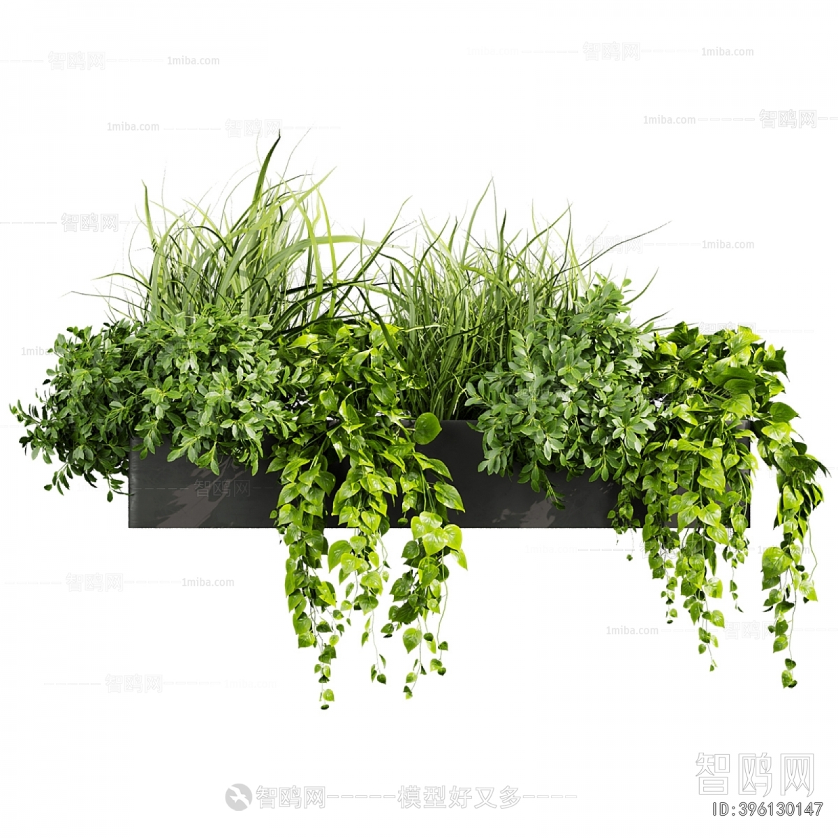 Modern Chlorophytum Comosum